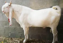 بز پاتری؛ بز پاکستانی مشهور به «اشراف‌زاده بیابان» که «بارش باران» را پیش‌بینی می‌کند