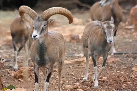 گوسفند وحشی لارستان؛ کوچکترین و گرانترین قوچ جهان که تنها در استان فارس زندگی می‌کند و شکار آن ۱۴ میلیارد برای شکارچیان هزینه دارد
