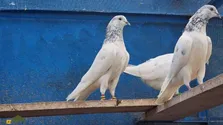 کبوتر سیالکوتی؛ کبوتر شگفت‌انگیز پاکستانی که برای مردم نماد افتخار و غرور است