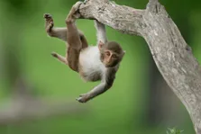 فیلمی تکان‌دهنده از میمونی که یک مارمولک  را مانند موز پوست می‌کند و می‌خورد!