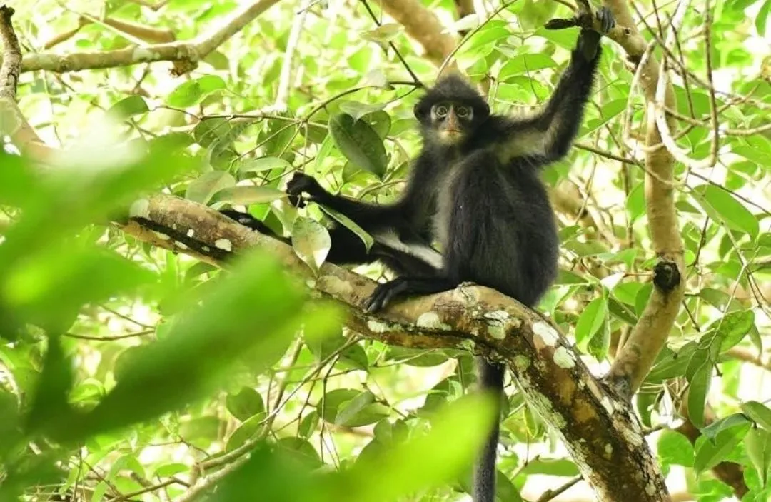 لانگور رافلز (Raffles' banded langur) نوعی میمون بسیار نادر لانگور رافلز (Raffles' banded langur) نوعی میمون بسیار نادر