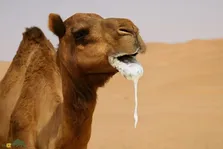 چرا دهان شتر در فصل جفت‌گیری کف می‌کند؟