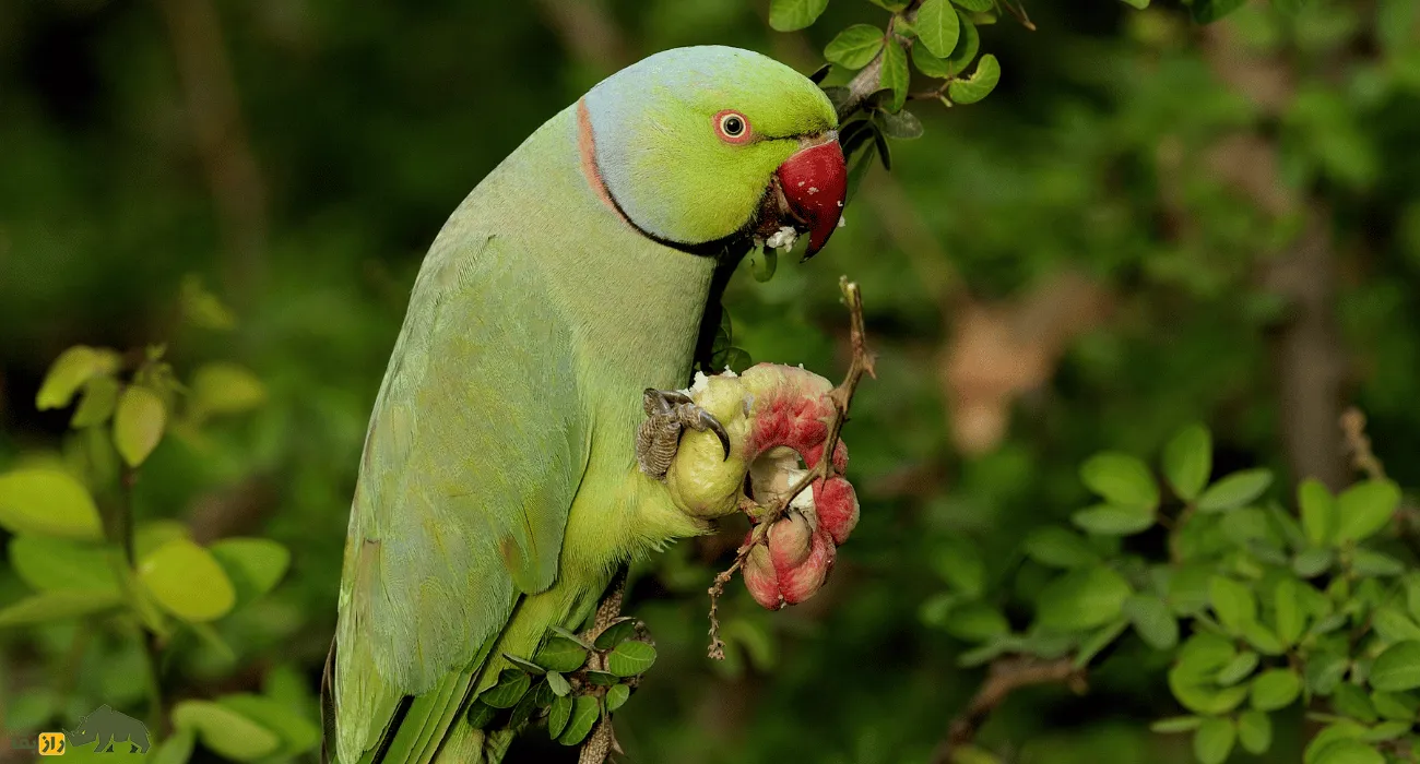 طوطی ملنگو (rose-ringed parakeet) طوطی ملنگو (rose-ringed parakeet)
