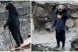 خرس آفتاب؛ کوچک‌ترین خرس جهان با ۶۵ کیلو وزن که طول زبانش ۲۵ سانت است و شبیه انسان روی دو پا می‌ایستد