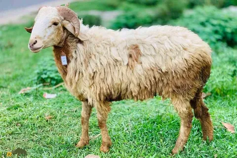 گوسفند گارول؛ گوسفند خاص و کم‌نظیر هندی معروف به «فخر بنگال» که سلطان چندقلوزایی است
