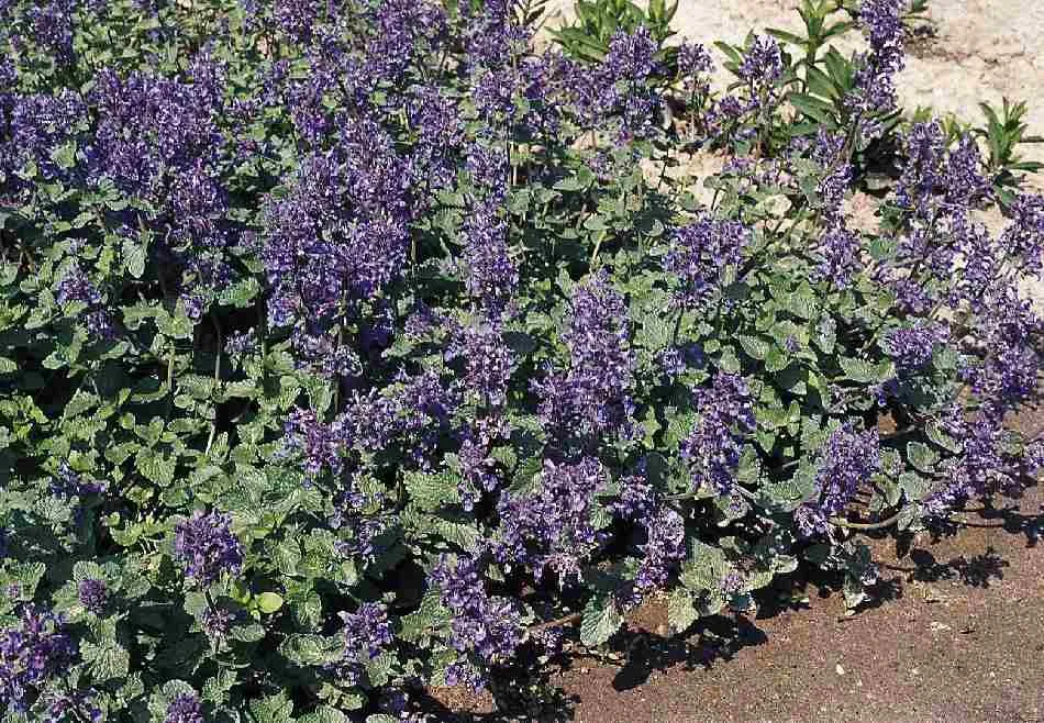 گیاه Nepeta koeieana