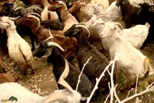 بز «مَرخز» کردستان؛ بُز کمیابی که تنها در شهر بانه پیدا می‌شود