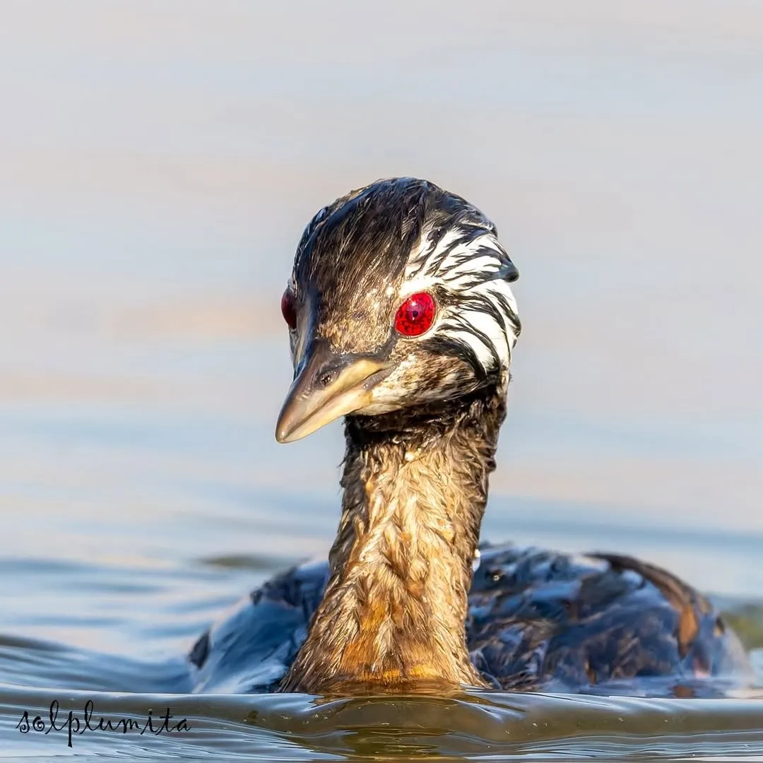 White-tufted grebe(کشیم جقه‌سفید)