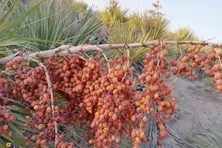 داز؛ نخل وحشی و شگفت‌انگیز ایران که با میوه کونل، پنیر درمانی و برگ‌های حصیری‌اش پرسودترین گیاه سیستان بلوچستان است