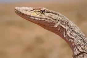 نجات بزمجه بیابانی توسط محمدرضا صالحی محیطبان یزدی