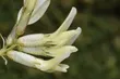 کشف یک گل ناشناخته در کوه‌های البرز؛ گیاهی که در ارتفاع ۳۰۰۰ متری پنهان شده بود!