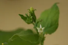 گیاهی که شیر مادر تولید می‌کند!