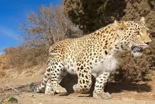فیلمی باورنکردنی؛ دیده شدن پلنگ ایرانی در شیراز