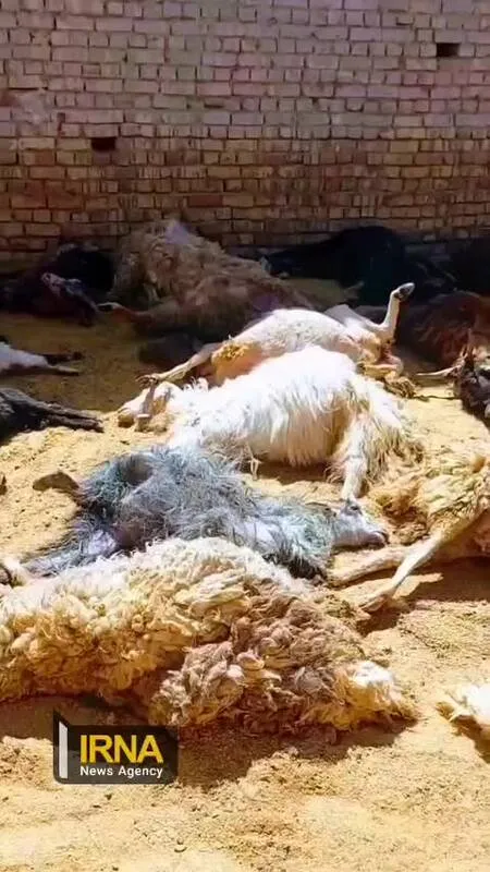 حمله گرگ به گوسفندان