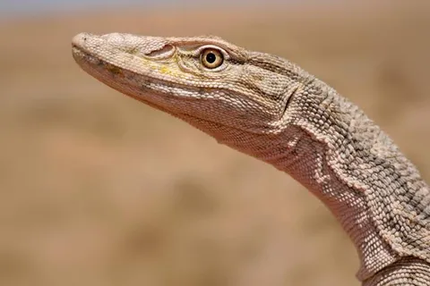 نجات بزمجه بیابانی توسط محمدرضا صالحی محیطبان یزدی