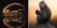 ۱۰ عکس برتر حیات وحش سال ۲۰۲۶؛ تصویر تقابل یک افعی با مرغ مگس‌خوار برترین عکس سال ۲۰۲۶ شد