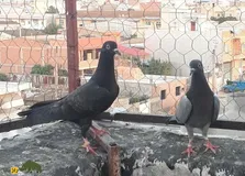 کبوتر جهنمی یا رستاخیر؛ کبوتر پرشی ایرانی معروف به طلای ۲۴ عیار که مثل جنگنده ۱۵ ساعت در آسمان می‌ماند!