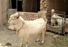 شیر دادن بُز نر؛ فیلمی باورنکردنی از «بُز نر» گردن کلفتی در ایران که روزانه یک لیوان شیر می‌دهد!