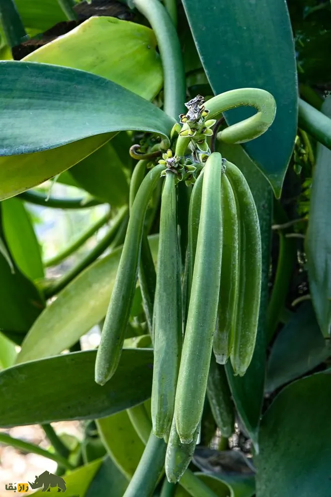 وانیل وانیل