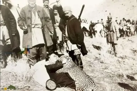 روزگاری که تهران پلنگ داشت؛ پلنگ‌های تهران کجا رفتند؟