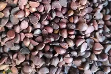انچوچک؛ انچوچک فحش نیست، هسته گلابی وحشی‌ست که به عنوان یک آجیل بومی، خوشمزه و پرخاصیت مصرف می‌شود