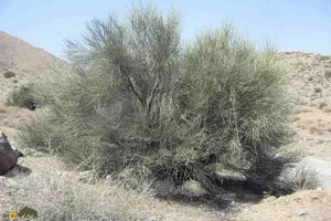 درخت ارژن؛ طلای سبز کوهستان‌های ایران که یکی از محکم‌ترین چوب‌های طبیعت را دارد و بهترین چوب برای ساخت خانه است