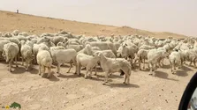 گوسفند عربی؛ گوسفند مشهور عراقی – ایرانی که بیابان‌های عراق و ایران را فتح کرد