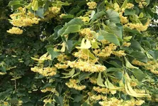 زیرفون یا نمدار؛ درختی بومی جنگل‌های شمال که داروی طبیعی استرس و بی‌خوابی است