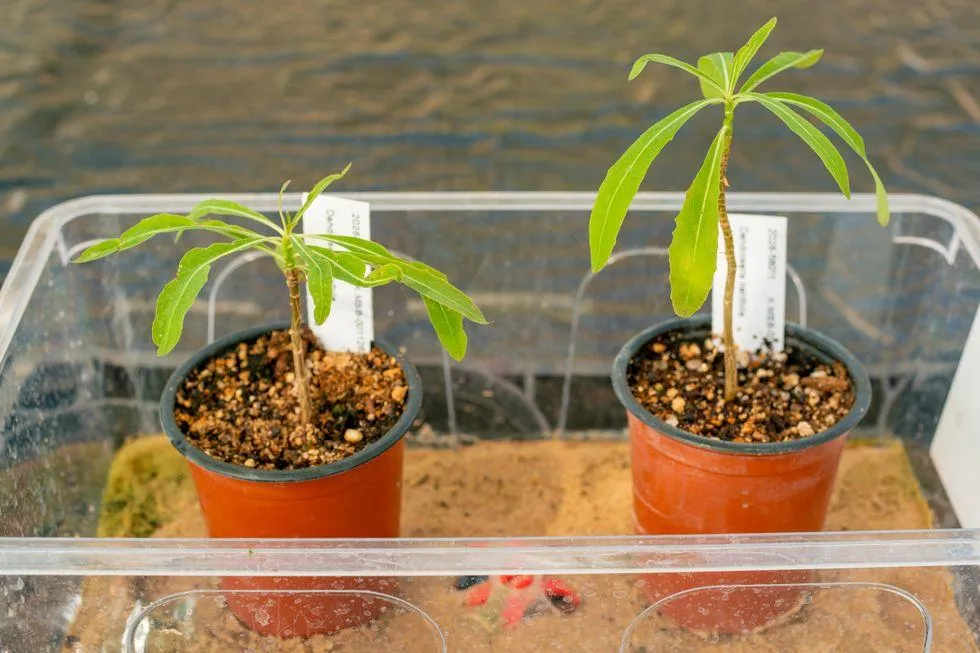 درخت تنهای Dendroseris neriifolia درخت تنهای Dendroseris neriifolia
