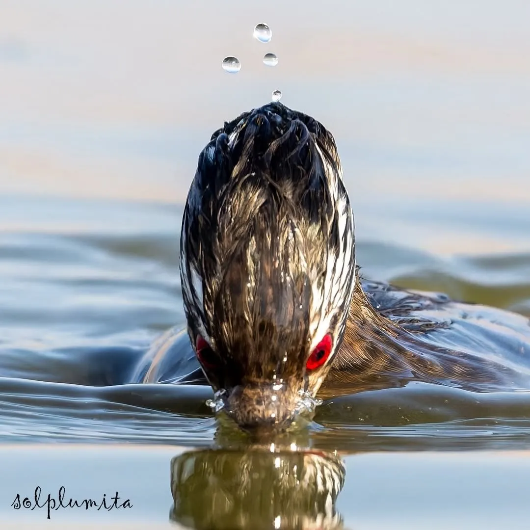 White-tufted grebe(کشیم جقه‌سفید)