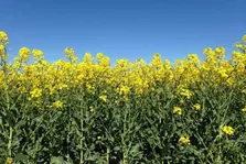 کلزا؛ طلای سبز خراسان شمالی، گیاهی کم‌آب و مقاوم که روغن باکیفیت می‌دهد و سود خوبی برای کشاورزان دارد