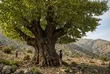 کهن‌ترین درخت گردوی ایران کجاست؟ داستان گردوی هزارساله منطقه کهمان در شهرستان سلسله لرستان