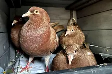 کبوتر تگزاسی؛ کبوتر غول‌‎پیکری که فقط برای سر بریدن پرورش داده می‌شود