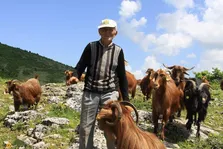 بز هاسی؛ بز معروف آلبانی که قرمز رنگ است و نژادی مقاوم و کم‌هزینه برای نگهداری‌ست