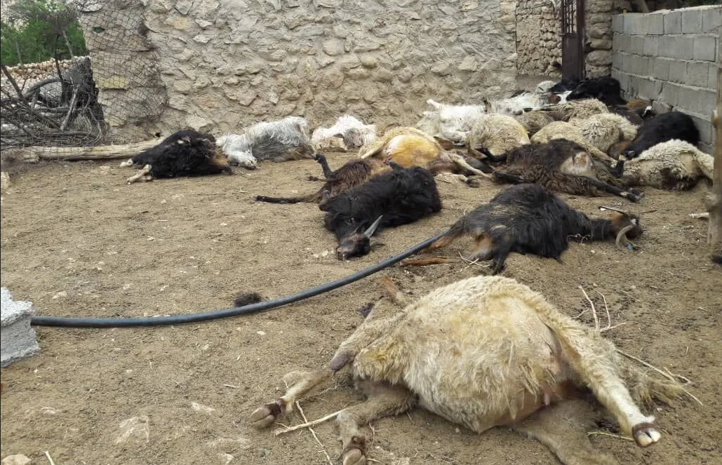 حمله گرگ به گوسفندان