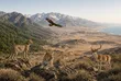 چرا ایران یکی از عجیب‌ترین نقشه‌های حیات‌وحش جهان را دارد؟