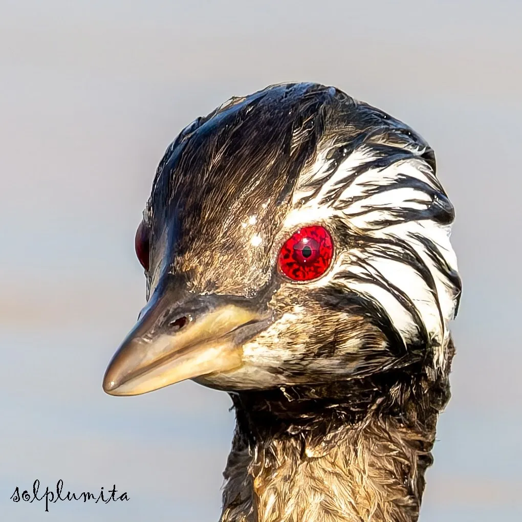 White-tufted grebe(کشیم جقه‌سفید)