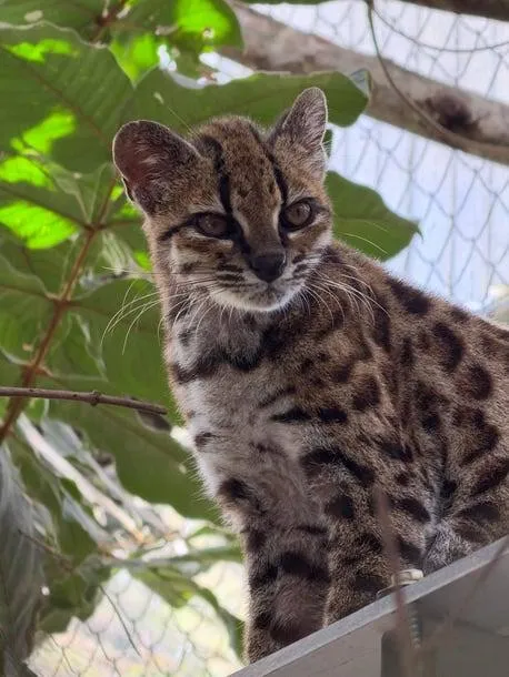 Leopardus tilcayo یا «تیلکایو» Leopardus tilcayo یا «تیلکایو»