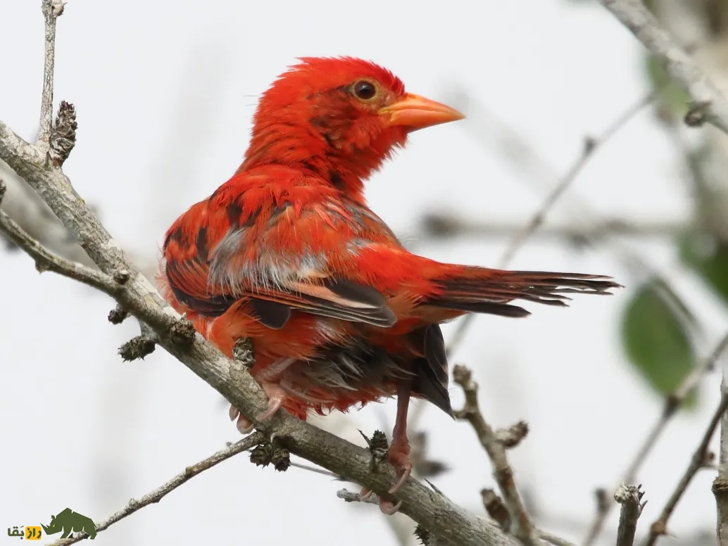 پرنده بافندهٔ سرخ (Red Weaver)