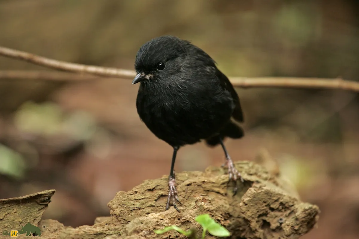 Black Robin سینه سرخ سیاه Black Robin سینه سرخ سیاه