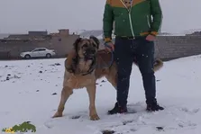 (ویدئو) صحنه دلخراش حمله سگ سرابی غول‌پیکر به بره بی‌دفاع و خوردن آن!