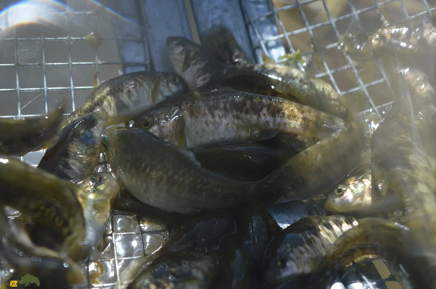 Owens pupfish Owens pupfish
