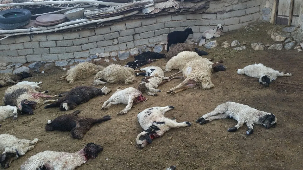 حمله گرگ به گوسفندان