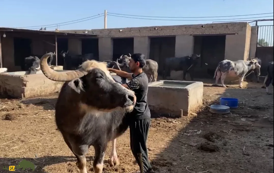 گاومیش