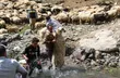 فیلمی جالب از عبور دادن گوسفندان از رودخانه خروشان توسط عشایر ایران