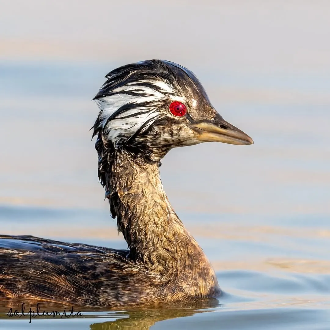 White-tufted grebe(کشیم جقه‌سفید)