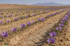 کشت زعفران در شوره‌زار‌های آران و بیدگل؛ چگونه در خاک نمکی کویر طلای سرخ پرورش دهیم؟