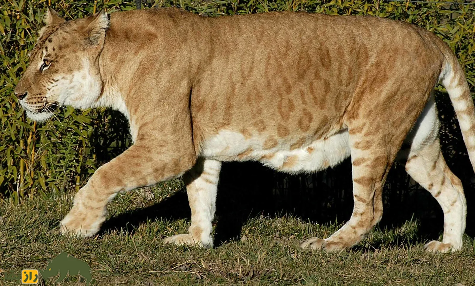 لایگر و تایگون لایگر و تایگون