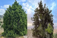 اُرس مراد جیرفت؛ مشهور به «کهنسال‌ترین زن ایران‌زمین» با ۴۰۰۰ سال سن که بلندترین و قطورترین اُرس جهان است