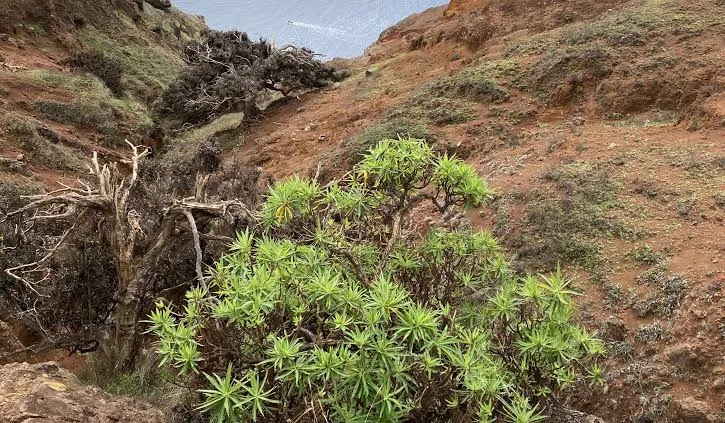 درخت تنهای Dendroseris neriifolia درخت تنهای Dendroseris neriifolia
